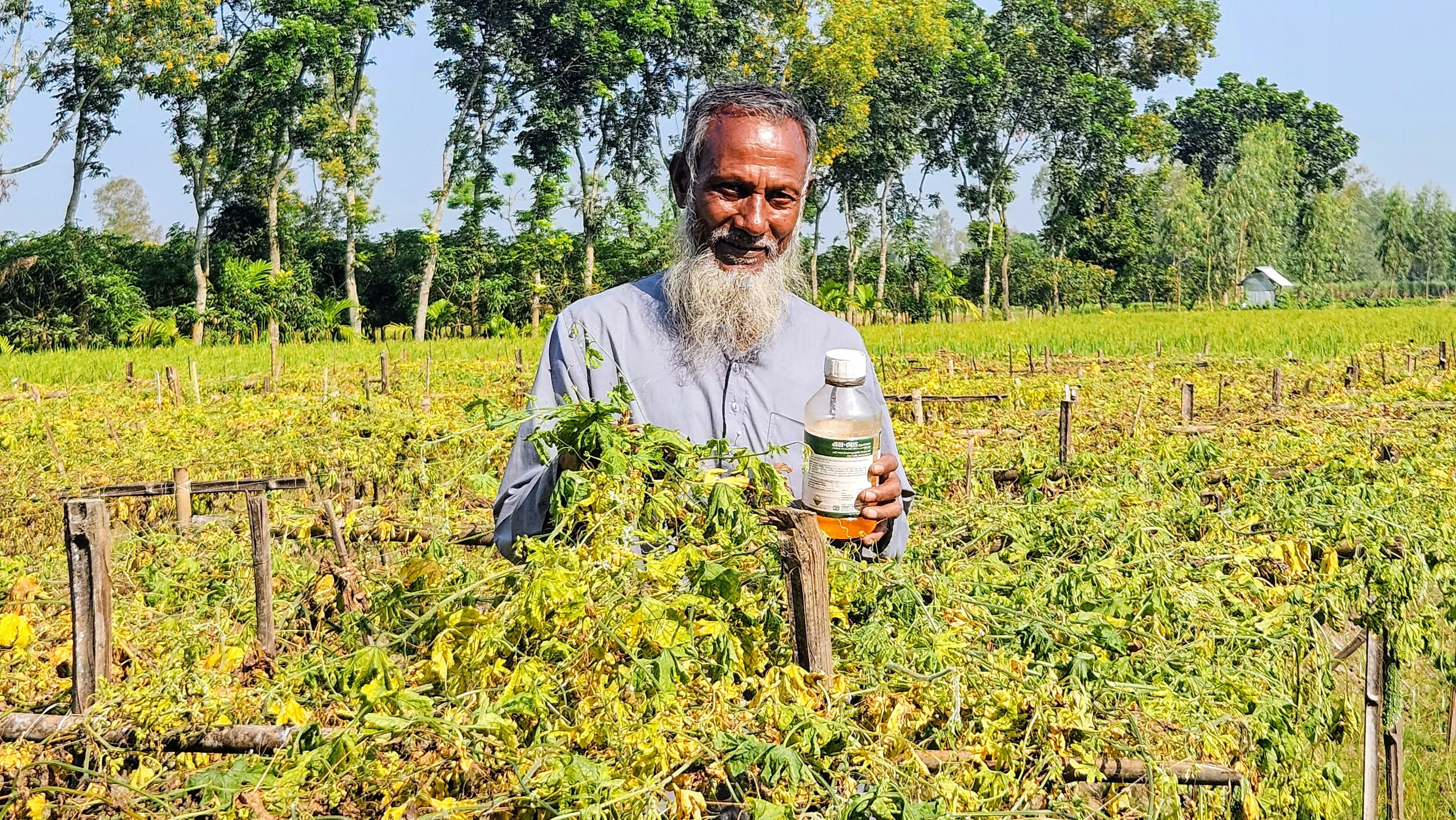 পঞ্চগড়ে বালাইনাশক প্রয়োগের পর তিন বিঘা করলাক্ষেত নষ্টের অভিযোগ
